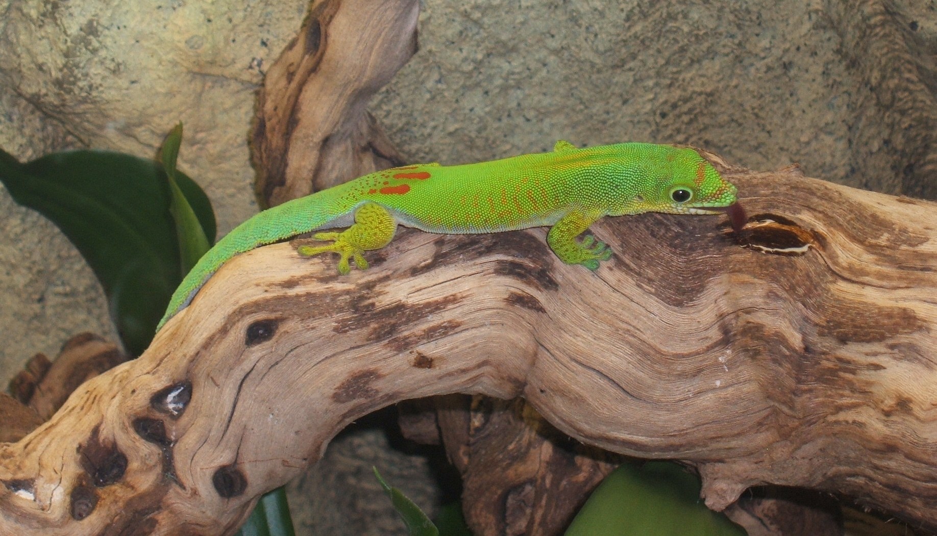 Phelsuma serraticauda